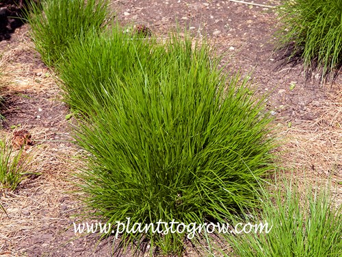 Scotland Tufted Hair Grass (Deschampsia caespitosa)